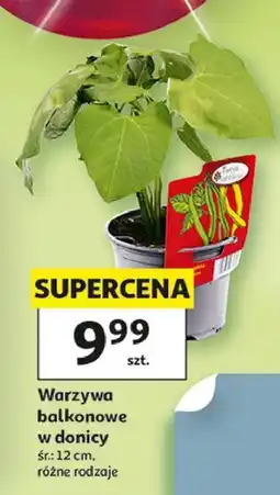 Auchan Warzywa balkonowe oferta