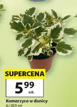Auchan Komarzyca oferta