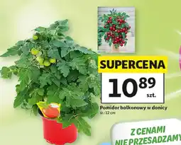 Auchan Pomidor balkonowy oferta