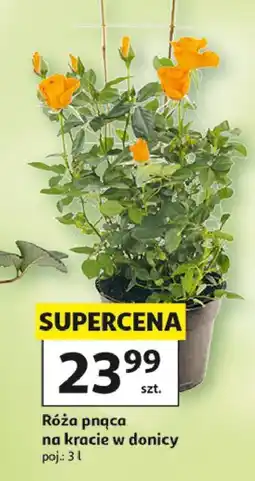Auchan Róża pnąca w doniczce oferta