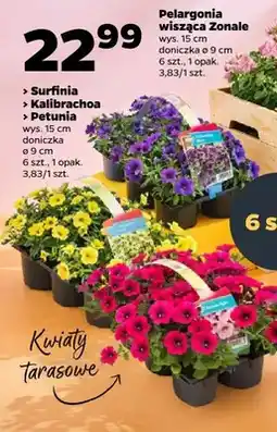 Netto Pelargonia wisząca Zonale oferta