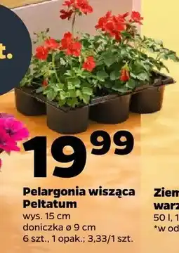 Netto Pelargonia wisząca Peltatum oferta