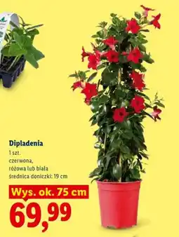 Lidl Dipladenia biała oferta