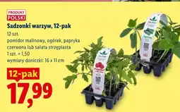 Lidl Sadzonki warzyw sałata strzępiasta 12-pak oferta