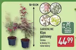 ALDI Klon palmowy Gardenline oferta