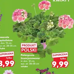 Kaufland Pelargonia Ok oferta