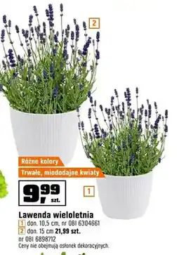 OBI Lawenda wieloletnia don. 15cm oferta