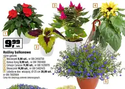 OBI Rośliny balkonowe Lobelia w donicy wiszącej Ø25cm oferta