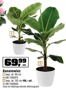 OBI Bananowiec wys. ok. 130cm oferta