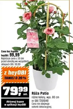 OBI Róża Patio różne kolory wys. 80cm oferta