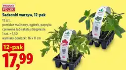 Lidl Sadzonki warzyw, 12-pak oferta