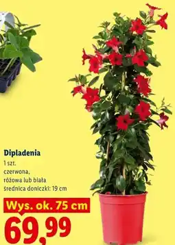 Lidl Dipladenia oferta