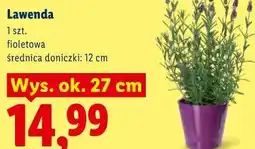 Lidl Lawenda oferta