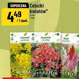 Polomarket Cebulki kwiatów oferta