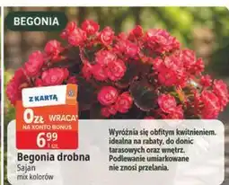 E.Leclerc Begonia drobna Sajan mix kolorów oferta