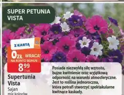 E.Leclerc Supertunia Vista Sajan mix kolorów oferta