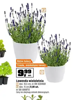 OBI Lawenda oferta