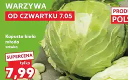 Kaufland Kapusta biała młoda sztuka oferta