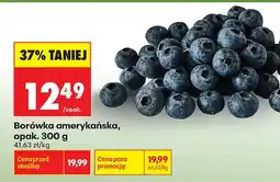 Biedronka Borówka amerykańska oferta