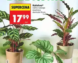 Biedronka Kalatea średnica doniczki 11cm oferta