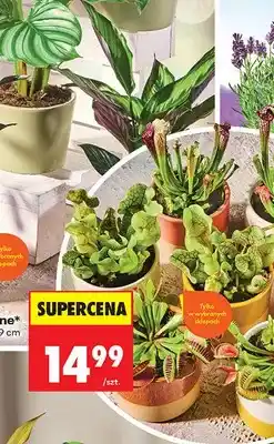 Biedronka Roślina doniczkowa oferta