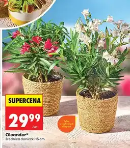 Biedronka Oleander różowy średnica doniczki 15cm oferta