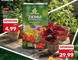 Kaufland Koleus w doniczce Pottburri oferta