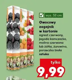 Kaufland Owocowy zagajnik w kartonie porzeczka biała oferta