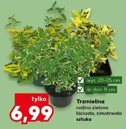 Kaufland Trzmielina roślina zielona liściasta zimotrwała oferta