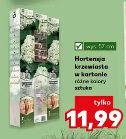 Kaufland Hortensja krzewiasta w kartonie oferta