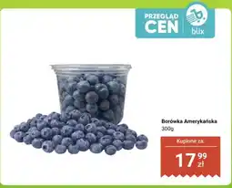 Dino Borówka amerykańska oferta