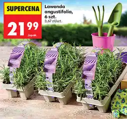 Biedronka Lawenda angustifolia, 6 szt oferta