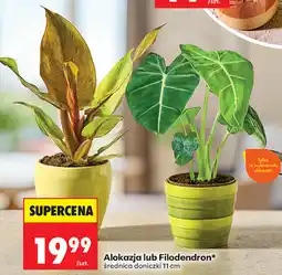 Biedronka Alokazja lub Filodendron oferta