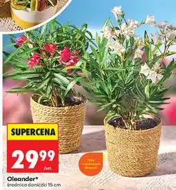 Biedronka Oleander oferta