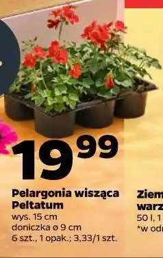 Netto Pelargonia wisząca Peltatum wys. 15 cm doniczka ø 9 cm 6 szt., 1 opak oferta