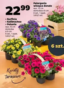 Netto Surfinia Kalibrachoa Petunia wys. 15 cm doniczka ø 9 cm 6 szt., 1 opak oferta