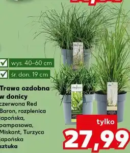 Kaufland Trawa ozdobna w donicy oferta