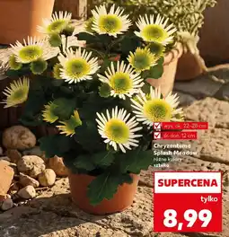 Kaufland Chryzantema Splash Meadow oferta