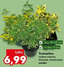 Kaufland Trzmielina roślina zielona oferta