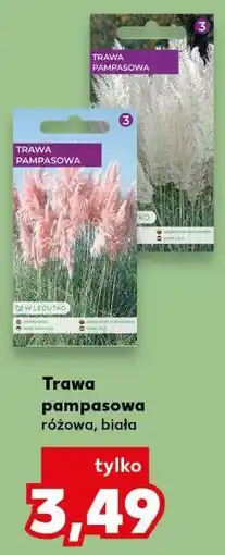 Kaufland Trawa pampasowa różowa, biała oferta
