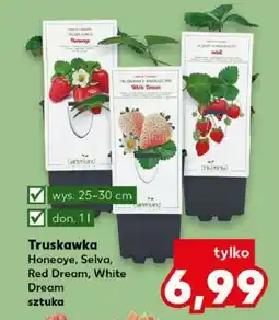 Kaufland Truskawka Honeoye, Selva, Red Dream, White Dream oferta