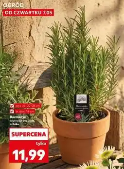 Kaufland Rozmaryn oferta