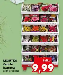 Kaufland LEGUTKO Cebule kwiatów oferta