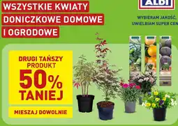 ALDI Wszystkie kwiaty doniczkowe domowe i ogrodowe oferta