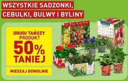 ALDI Wszystkie sadzonki, cebulki, bulwy i byliny oferta