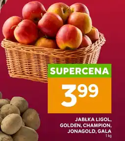 Stokrotka Jabłka Champion oferta