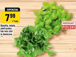 Polomarket Bazylia, mięta, pietruszka lub mix ziół w doniczce oferta