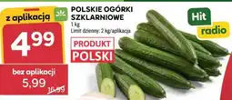 Stokrotka POLSKIE OGÓRKI SZKLARNIOWE oferta
