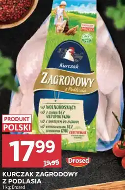 Stokrotka KURCZAK ZAGRODOWY Z PODLASIA oferta