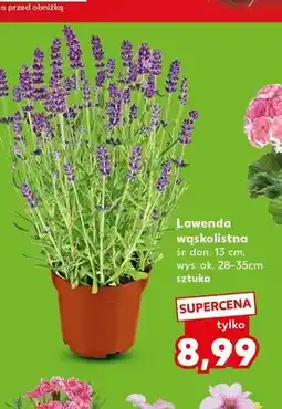 Kaufland Lawenda wąskolistna śr. don. 13cm wys. ok. 28-35cm oferta